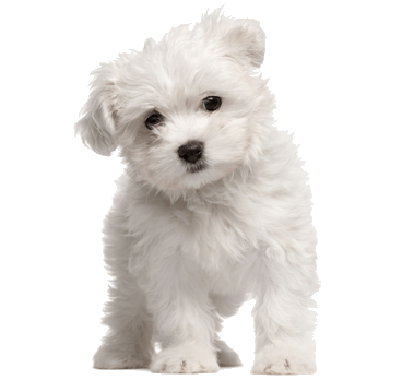 Little dogs for 2024 sale near me